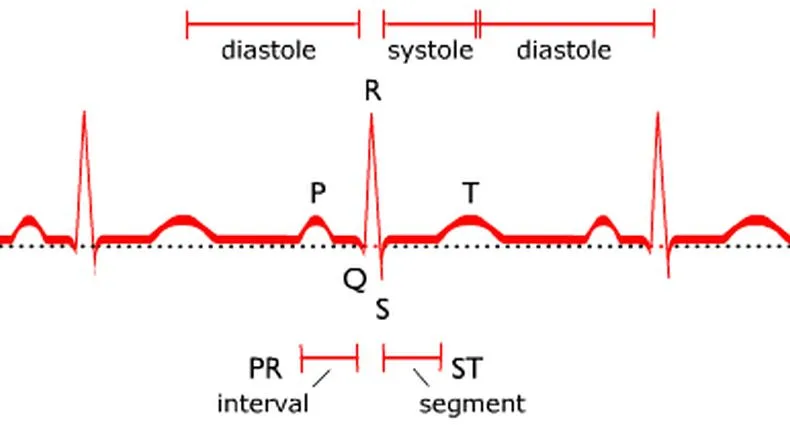 normalni ekg