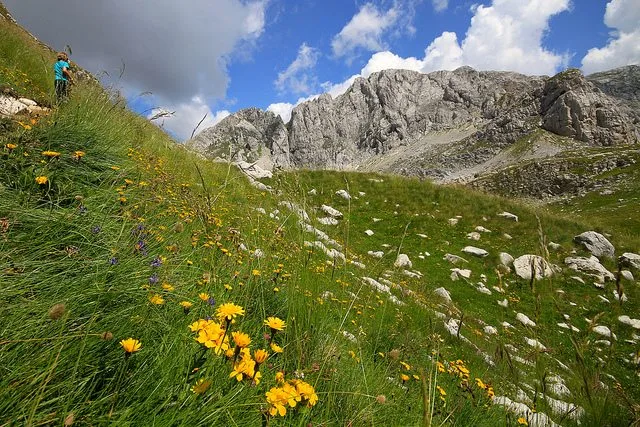 durmitor trava