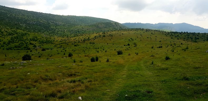 Photo credit: Slobodan Jotić